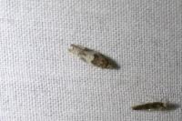 Crocidosema plebejana