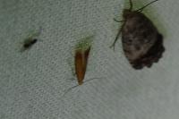 Tischeria