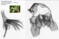 Falseuncaria ruficiliana