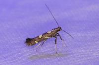 Calybites phasianipennella