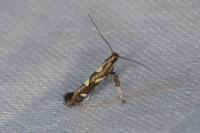 Calybites phasianipennella