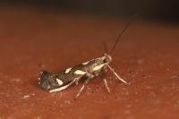 Calybites phasianipennella