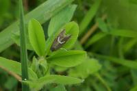 Grapholita lunulana