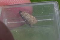 Isotrias stramentana