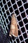 Dichrorampha acuminatana