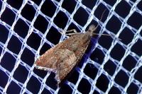 Dichrorampha acuminatana