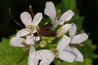 Cauchas rufimitrella