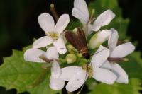 Cauchas rufimitrella