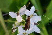 Cauchas rufimitrella