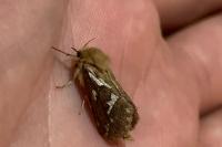 Korscheltellus lupulinus