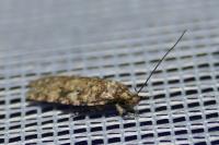 Agonopterix