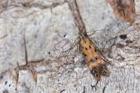 Athrips nigricostella