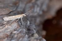 Plutella xylostella