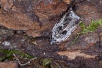 Ancylis laetana