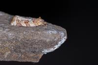 Argyrotaenia ljungiana