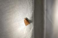 Acleris rhombana