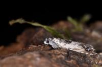 Ancylis laetana