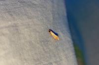 Tinea semifulvella
