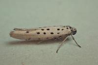 Yponomeuta sedella