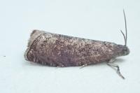 Grapholita funebrana
