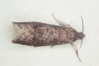 Grapholita funebrana