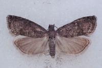 Grapholita funebrana