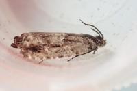 Pammene argyrana