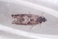 Pammene argyrana