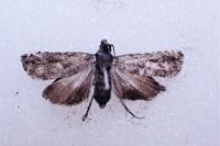 Pammene argyrana