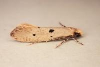 Tinea trinotella