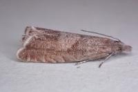 Dichrorampha acuminatana
