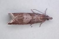 Dichrorampha acuminatana