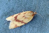 Clepsis pallidana