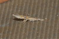 Cosmopterix lienigiella