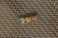 Acrolepia autumnitella