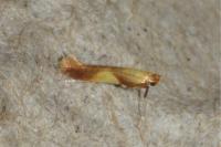 Caloptilia robustella