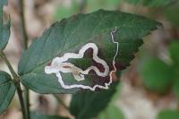 Stigmella