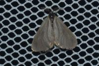 Rebelia plumella surientella