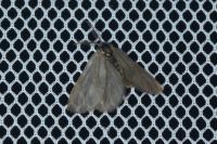 Rebelia plumella surientella