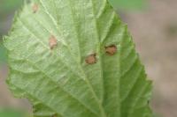 Incurvaria pectinea