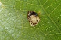 Incurvaria pectinea