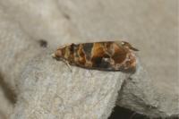 Lobesia reliquana