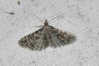 Alucita huebneri