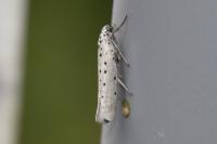 Yponomeuta sedella