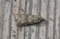 Cnephasia