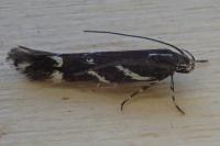 Eteobalea albiapicella
