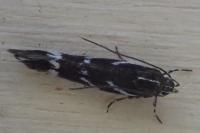 Eteobalea albiapicella