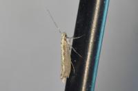 Plutella xylostella