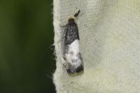 Notocelia cynosbatella