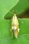 Alabonia geoffrella